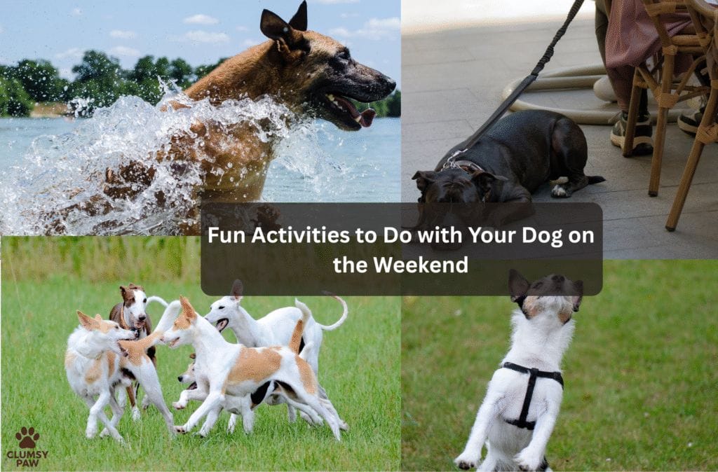 Fun Activities to Do with Your Dog on the Weekend