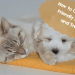 Eco-Friendly Pet Food pet treats