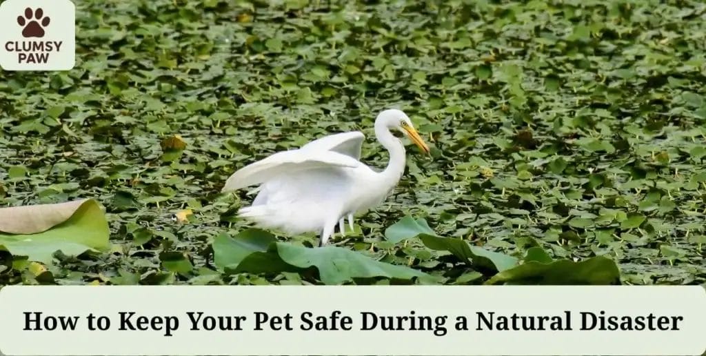 How to Keep Your Pet Safe During a Natural Disaster