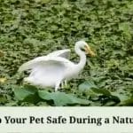 How to Keep Your Pet Safe During a Natural Disaster