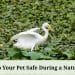 How to Keep Your Pet Safe During a Natural Disaster