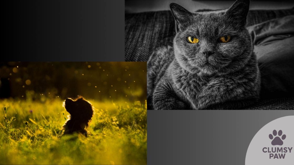 How Pet Owners Are Embracing Sustainable Practices in the United States