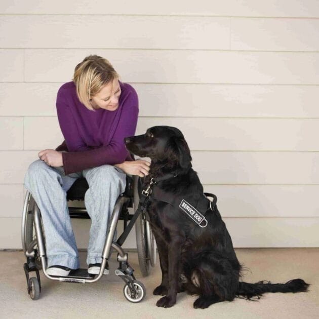 Pet Therapy and Emotional Support
