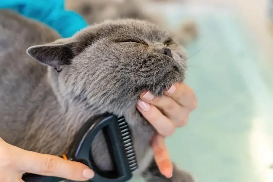 Cat Grooming 101 Tips
Cat Grooming 101 Tips for Stress Free Baths